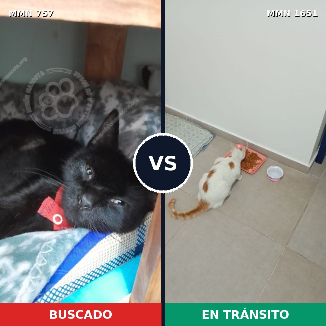 Comparativa MMS 39748: mascota perdida y mascota encontrada, 26% de similitud
