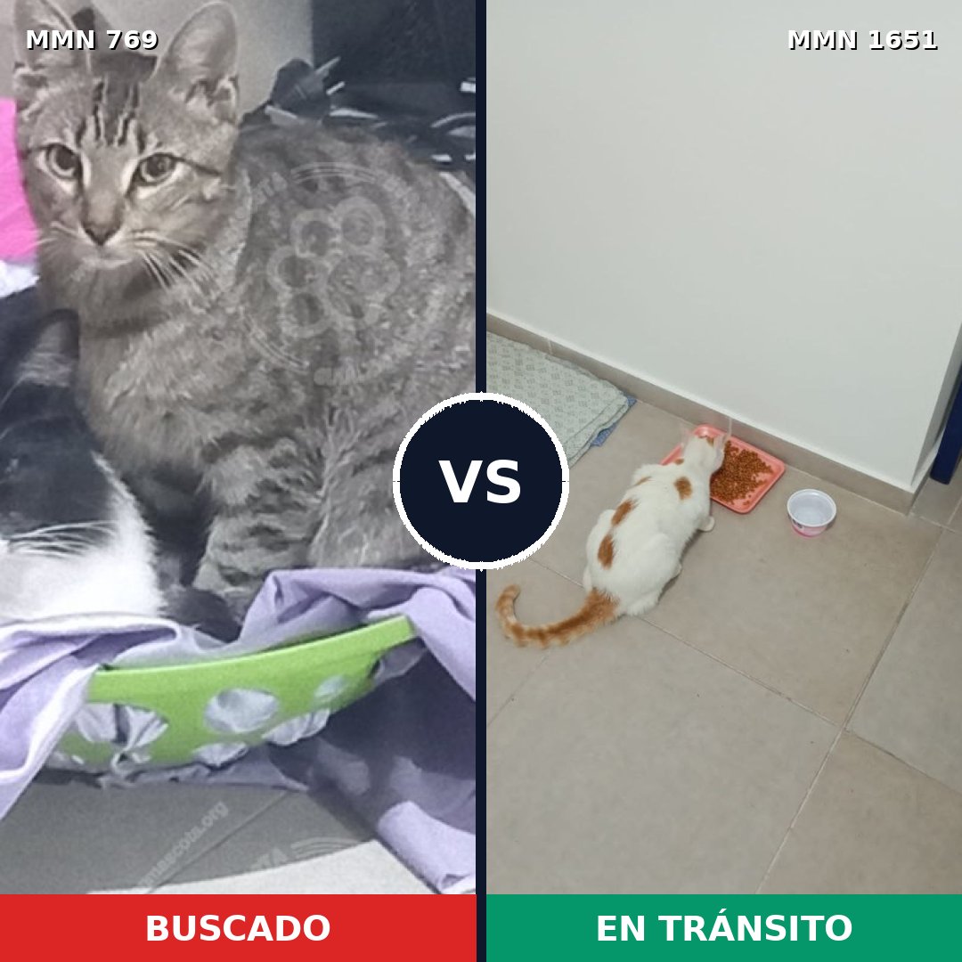 Comparativa MMS 39749: mascota perdida y mascota encontrada, 35% de similitud