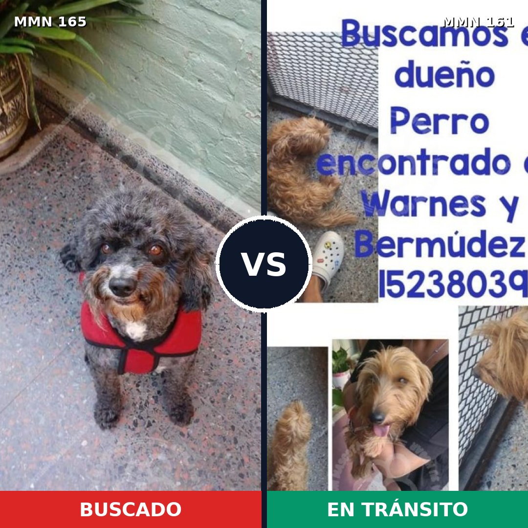 Comparativa MMS 3975: mascota perdida y mascota encontrada, 51% de similitud