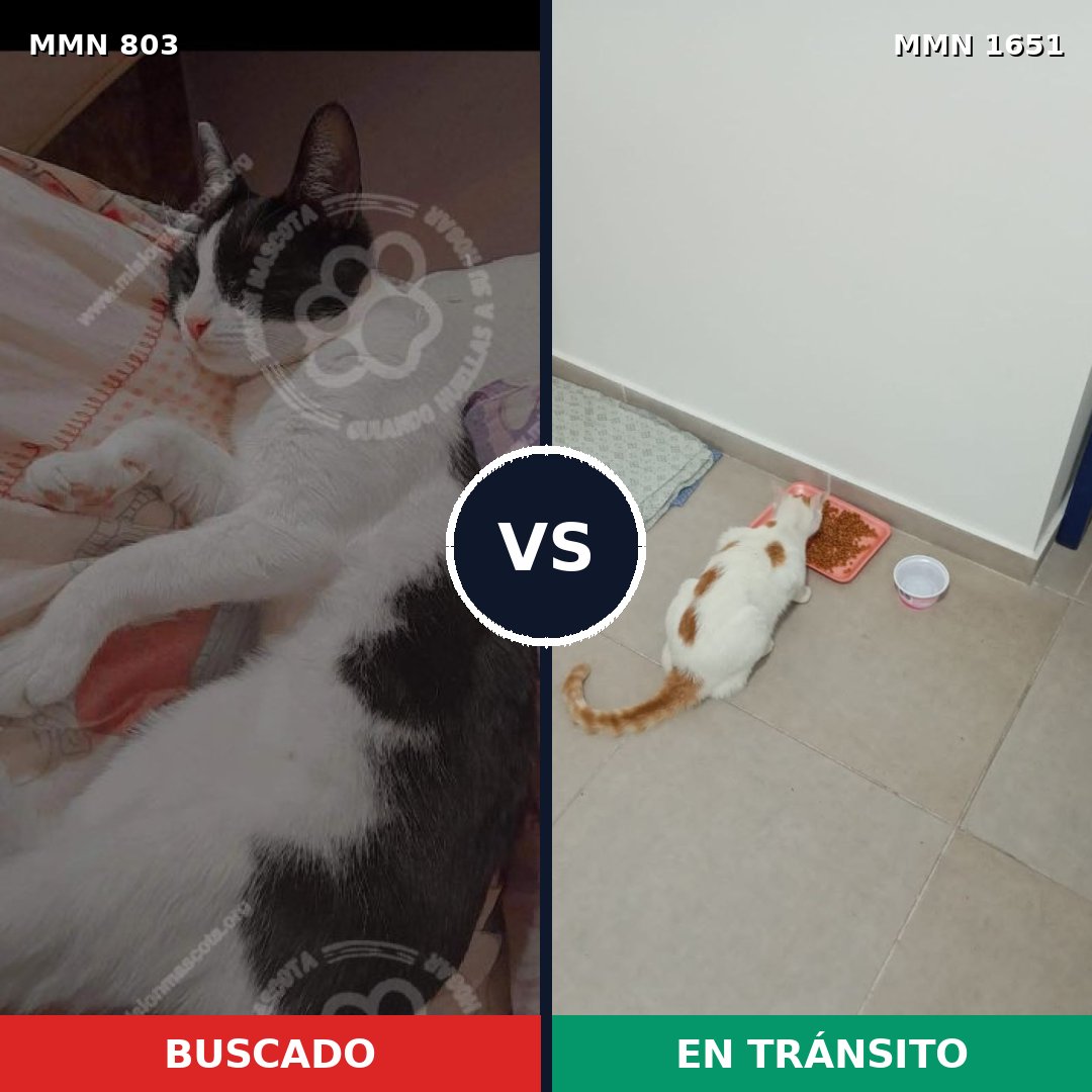 Comparativa MMS 39751: mascota perdida y mascota encontrada, 49% de similitud