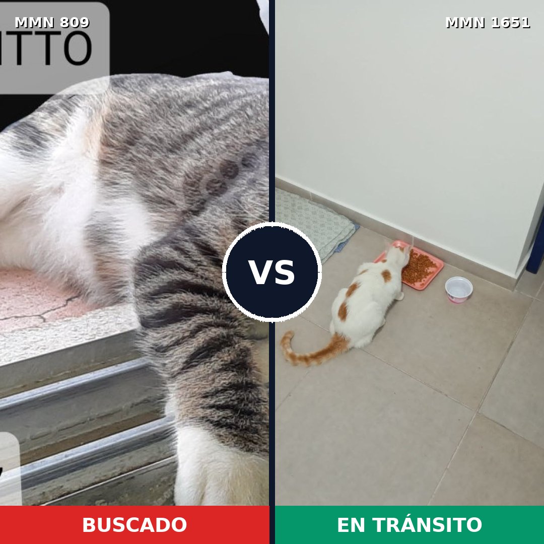 Comparativa MMS 39752: mascota perdida y mascota encontrada, 46% de similitud
