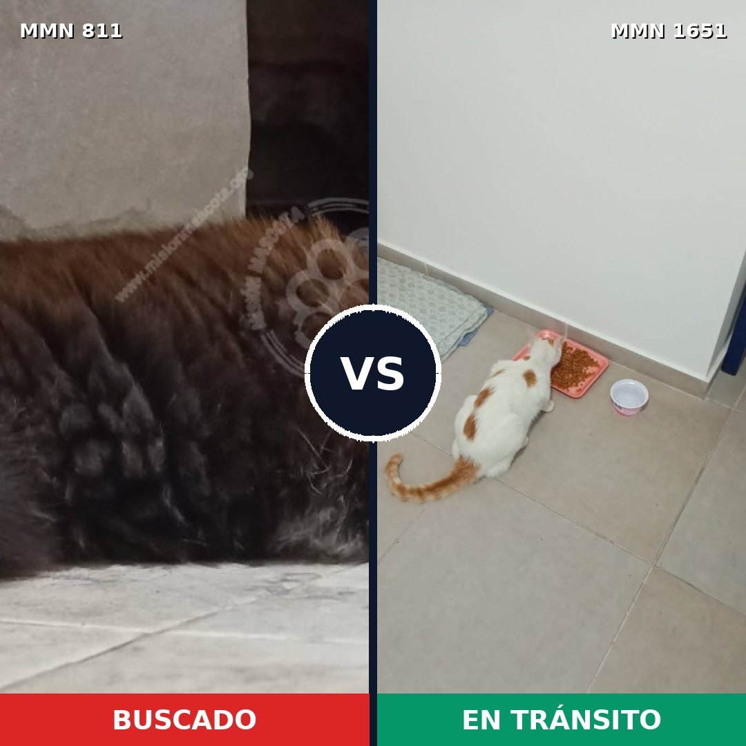 Comparativa MMS 39753: mascota perdida y mascota encontrada, 36% de similitud