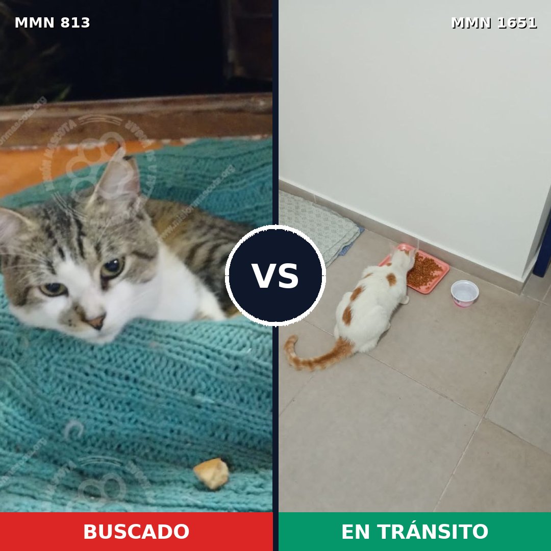 Comparativa MMS 39754: mascota perdida y mascota encontrada, 44% de similitud