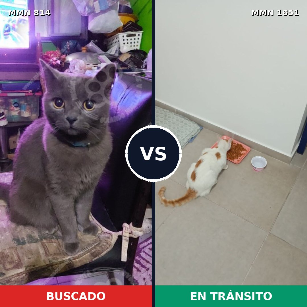 Comparativa MMS 39755: mascota perdida y mascota encontrada, 34% de similitud