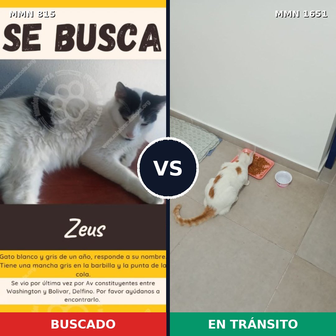 Comparativa MMS 39756: mascota perdida y mascota encontrada, 48% de similitud