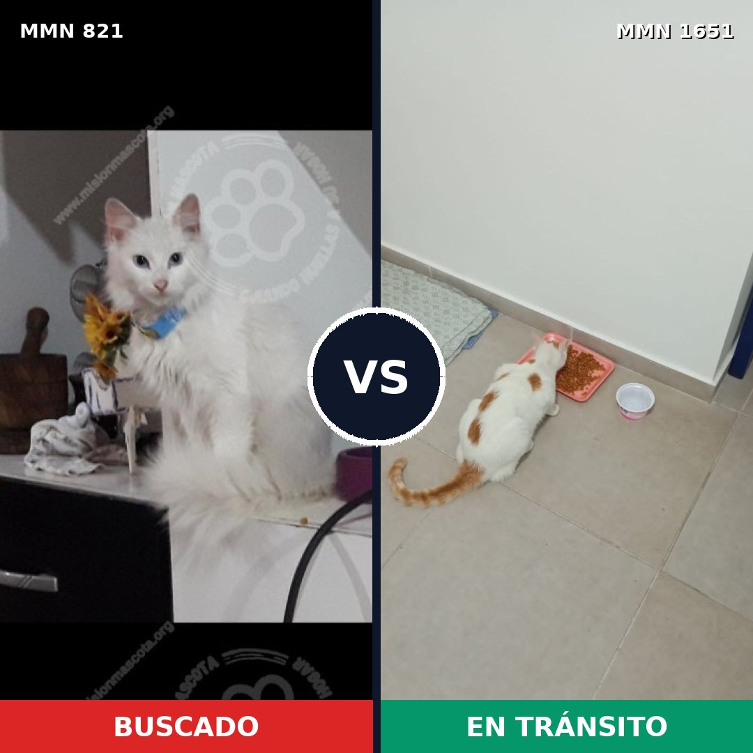 Comparativa MMS 39757: mascota perdida y mascota encontrada, 41% de similitud
