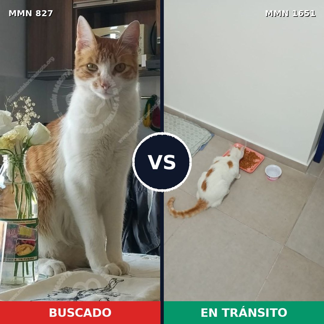 Comparativa MMS 39758: mascota perdida y mascota encontrada, 34% de similitud