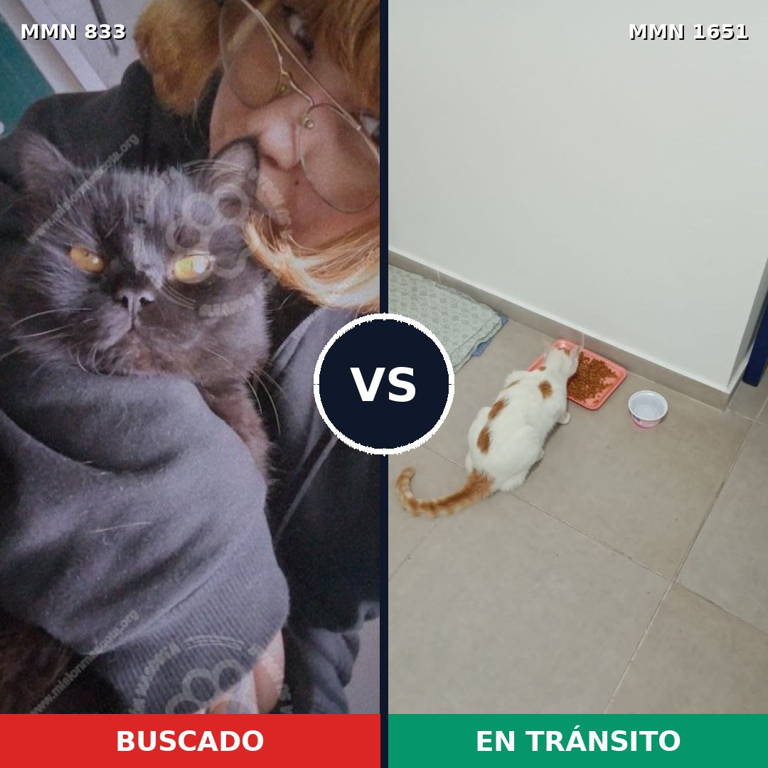 Comparativa MMS 39759: mascota perdida y mascota encontrada, 41% de similitud