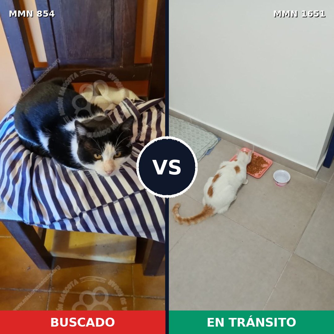 Comparativa MMS 39760: mascota perdida y mascota encontrada, 48% de similitud