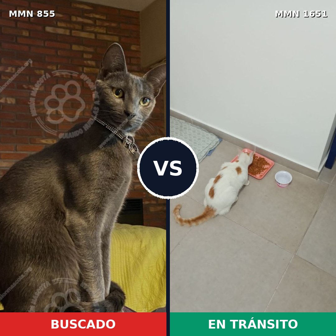 Comparativa MMS 39761: mascota perdida y mascota encontrada, 43% de similitud