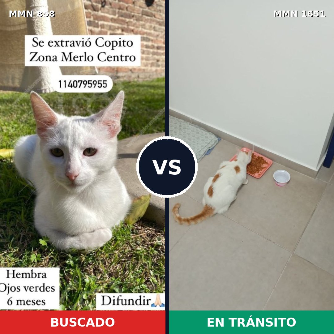 Comparativa MMS 39762: mascota perdida y mascota encontrada, 44% de similitud