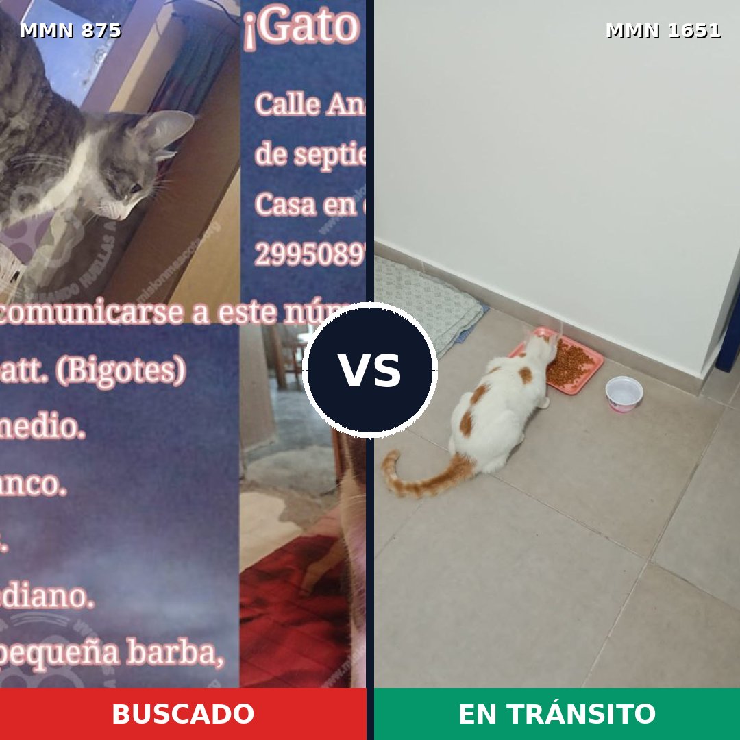 Comparativa MMS 39763: mascota perdida y mascota encontrada, 42% de similitud