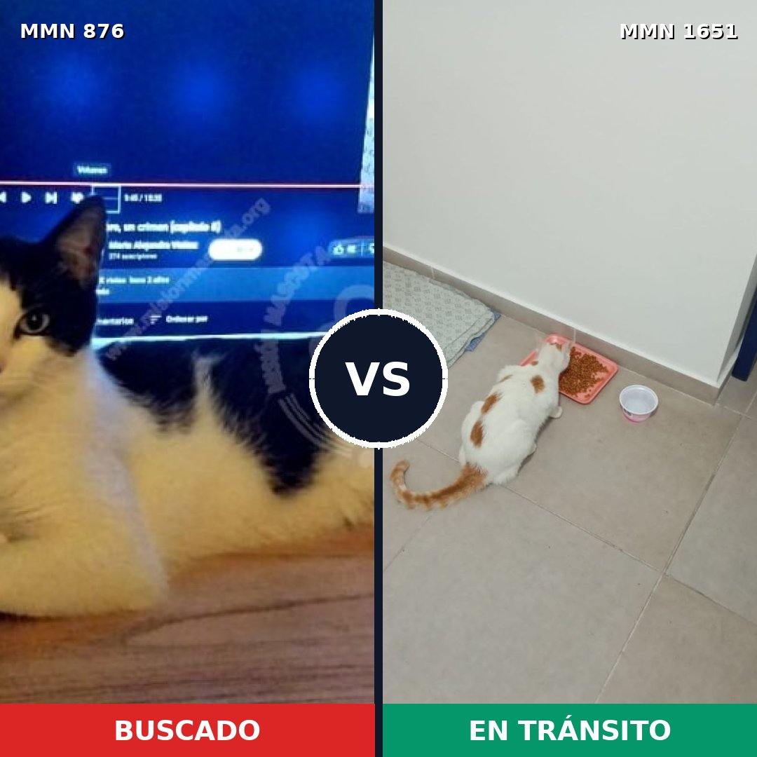 Comparativa MMS 39764: mascota perdida y mascota encontrada, 42% de similitud