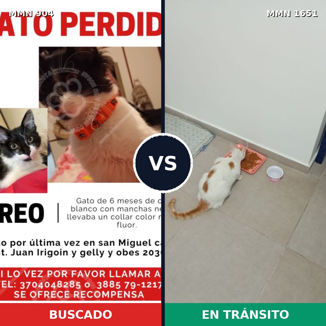Comparativa MMS 39765: mascota perdida y mascota encontrada, 33% de similitud