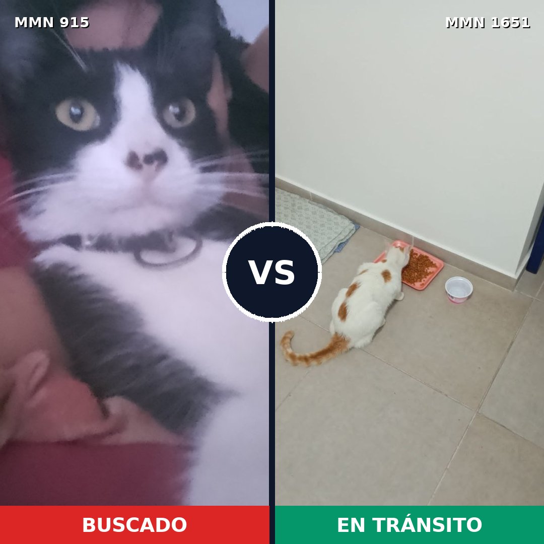 Comparativa MMS 39766: mascota perdida y mascota encontrada, 44% de similitud