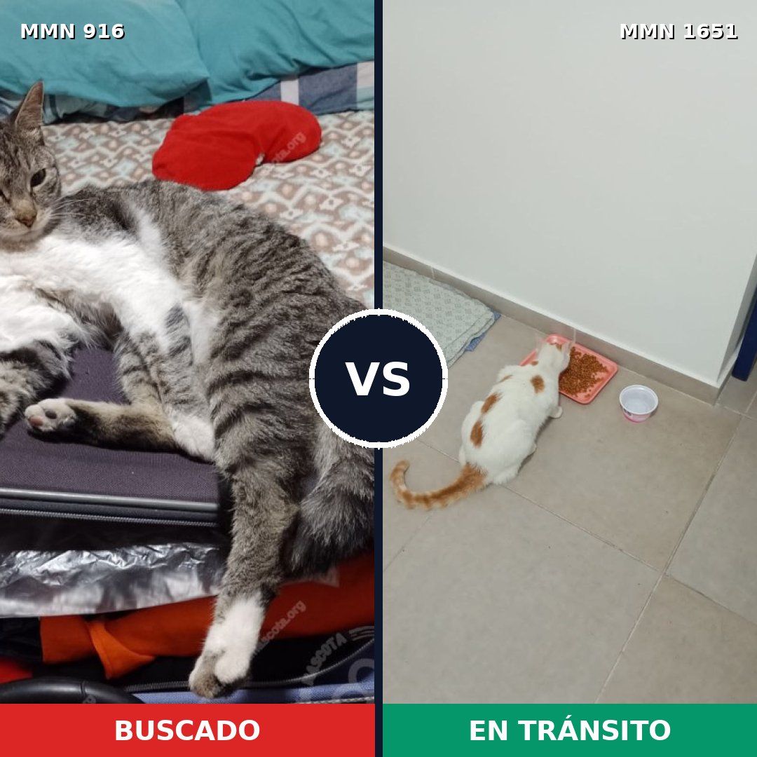 Comparativa MMS 39767: mascota perdida y mascota encontrada, 42% de similitud