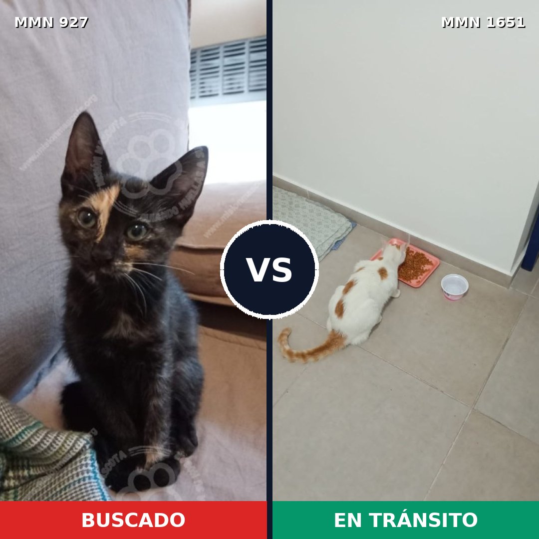 Comparativa MMS 39768: mascota perdida y mascota encontrada, 34% de similitud