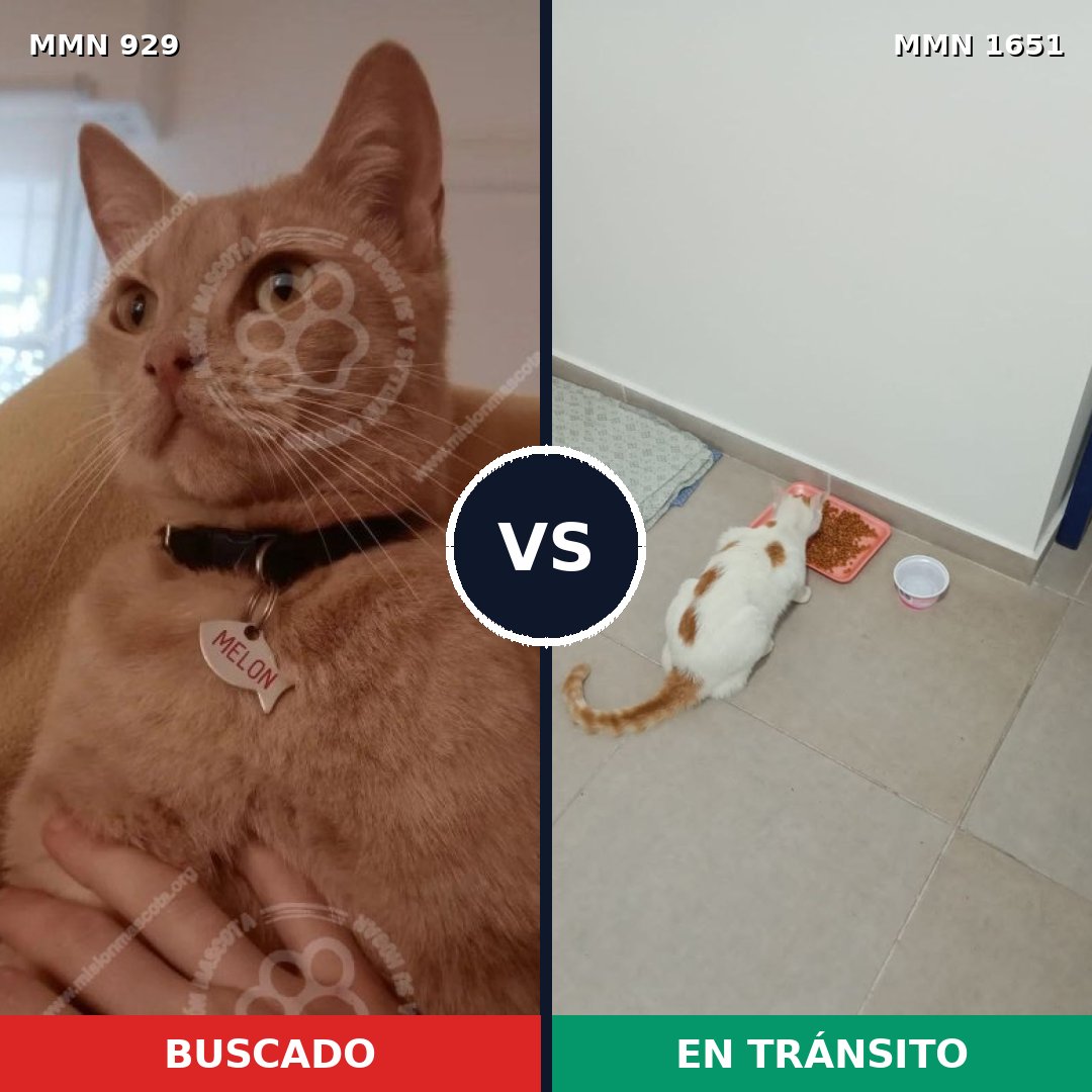 Comparativa MMS 39770: mascota perdida y mascota encontrada, 40% de similitud