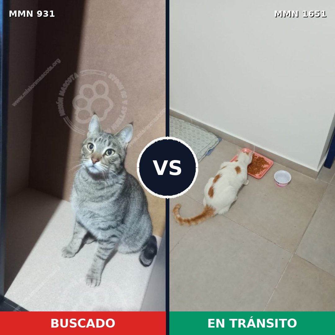 Comparativa MMS 39771: mascota perdida y mascota encontrada, 44% de similitud