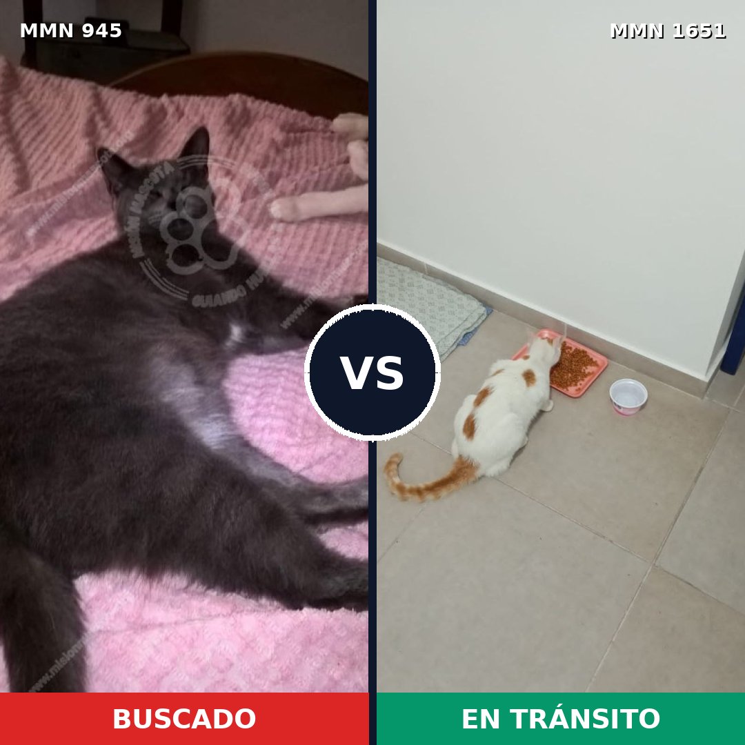 Comparativa MMS 39772: mascota perdida y mascota encontrada, 46% de similitud