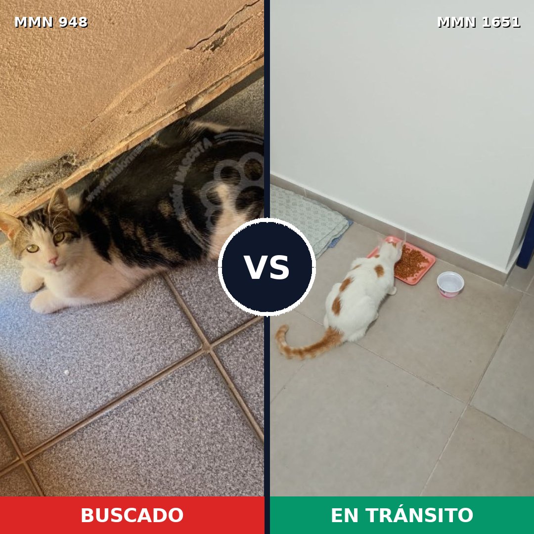 Comparativa MMS 39773: mascota perdida y mascota encontrada, 45% de similitud