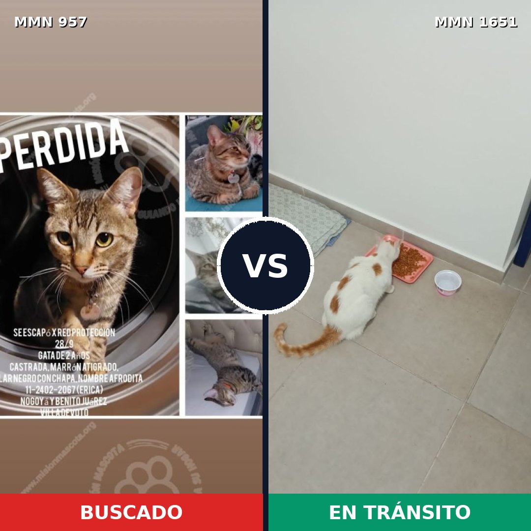 Comparativa MMS 39774: mascota perdida y mascota encontrada, 37% de similitud
