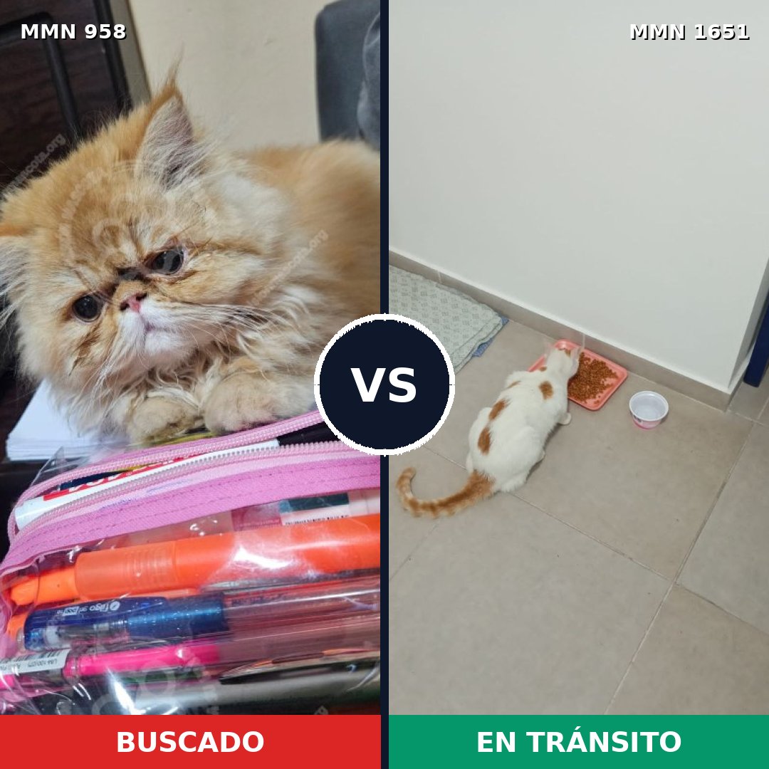 Comparativa MMS 39775: mascota perdida y mascota encontrada, 41% de similitud