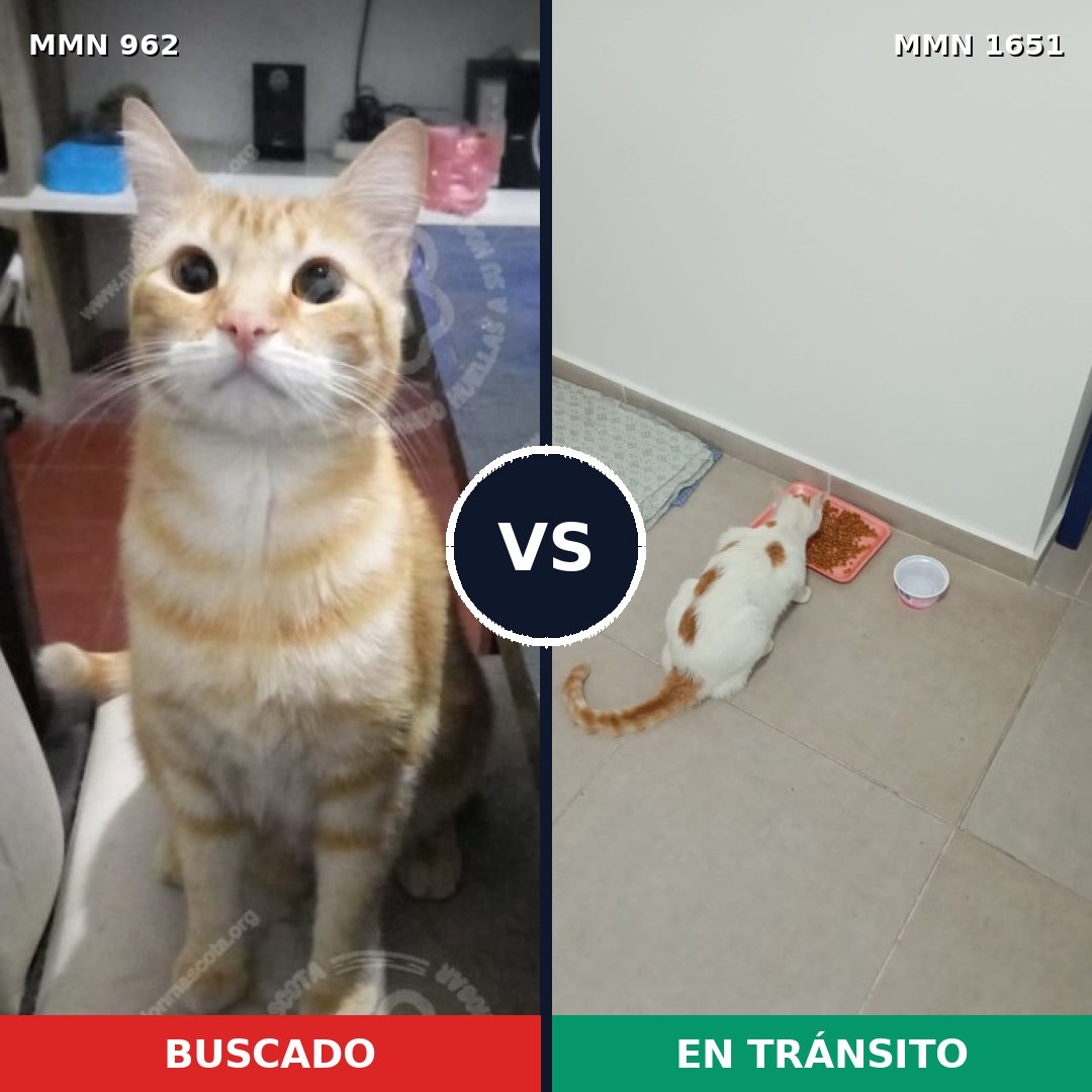 Comparativa MMS 39776: mascota perdida y mascota encontrada, 40% de similitud