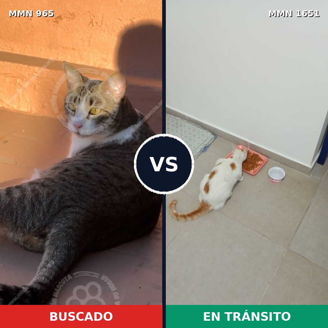 Comparativa MMS 39777: mascota perdida y mascota encontrada, 45% de similitud