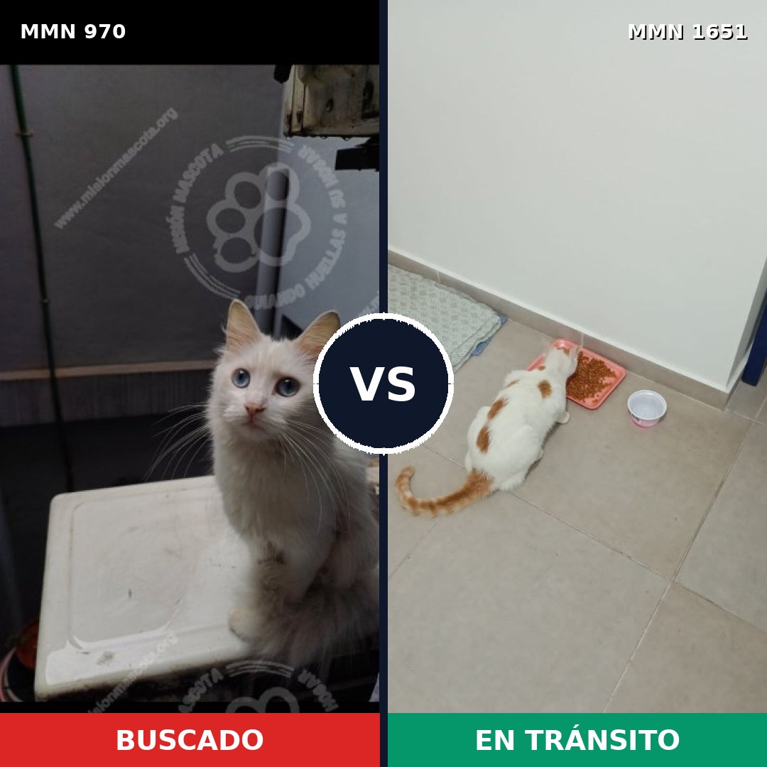 Comparativa MMS 39778: mascota perdida y mascota encontrada, 48% de similitud
