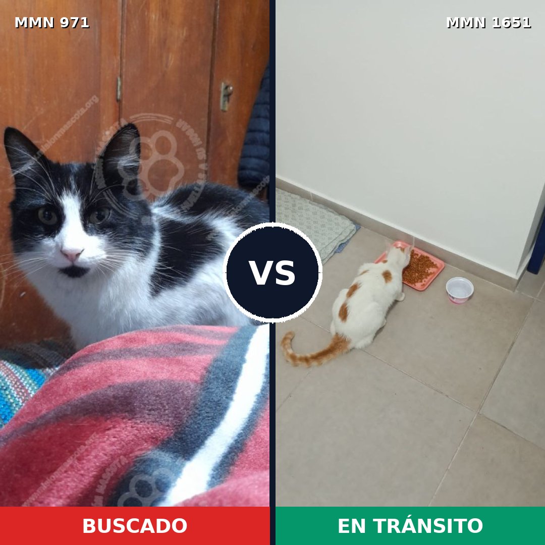 Comparativa MMS 39779: mascota perdida y mascota encontrada, 44% de similitud