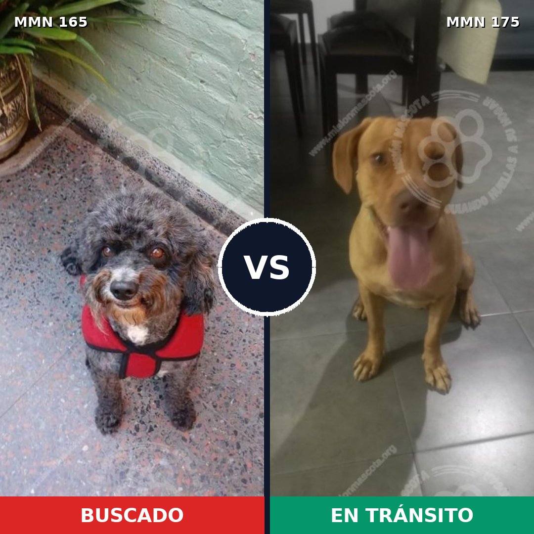 Comparativa MMS 3978: mascota perdida y mascota encontrada, 47% de similitud