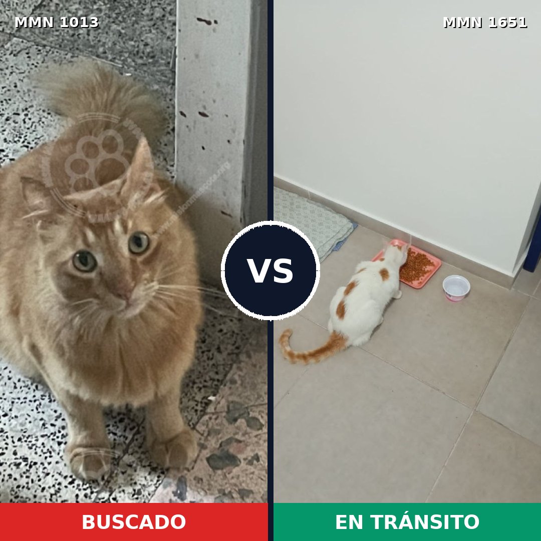 Comparativa MMS 39781: mascota perdida y mascota encontrada, 35% de similitud