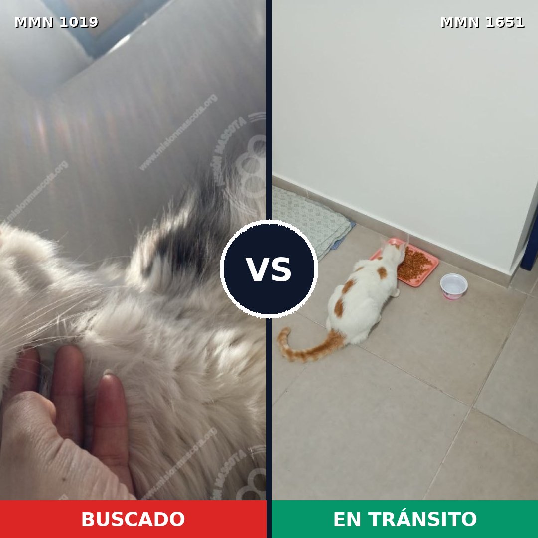 Comparativa MMS 39782: mascota perdida y mascota encontrada, 47% de similitud