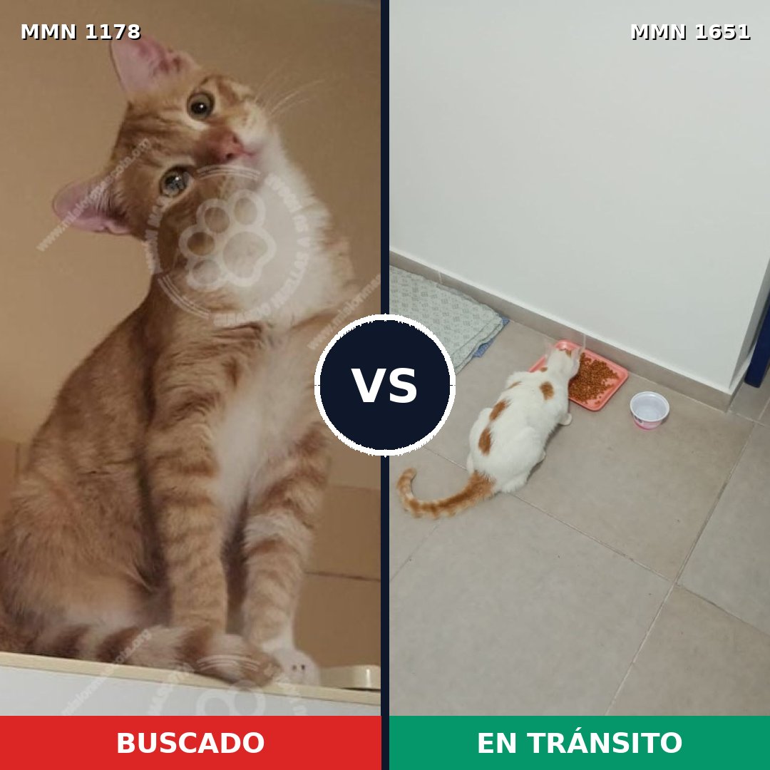 Comparativa MMS 39784: mascota perdida y mascota encontrada, 60% de similitud