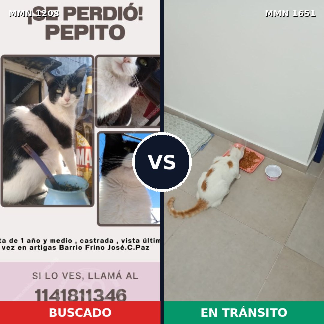 Comparativa MMS 39786: mascota perdida y mascota encontrada, 48% de similitud