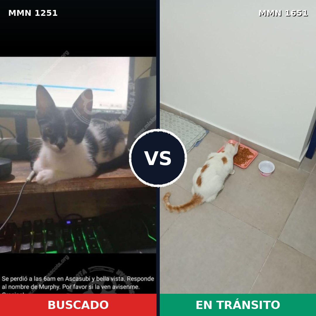 Comparativa MMS 39787: mascota perdida y mascota encontrada, 60% de similitud