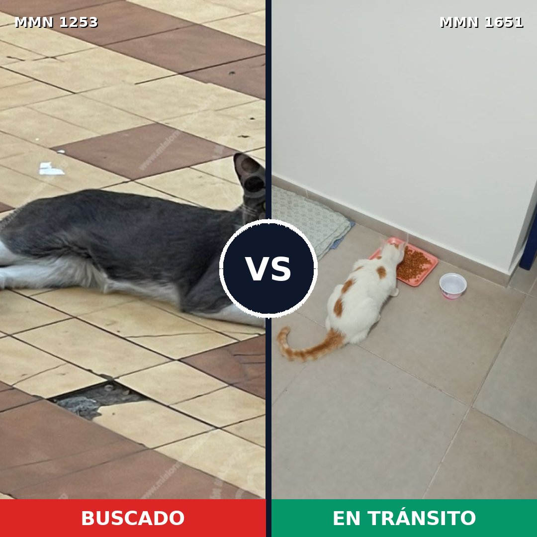 Comparativa MMS 39788: mascota perdida y mascota encontrada, 57% de similitud