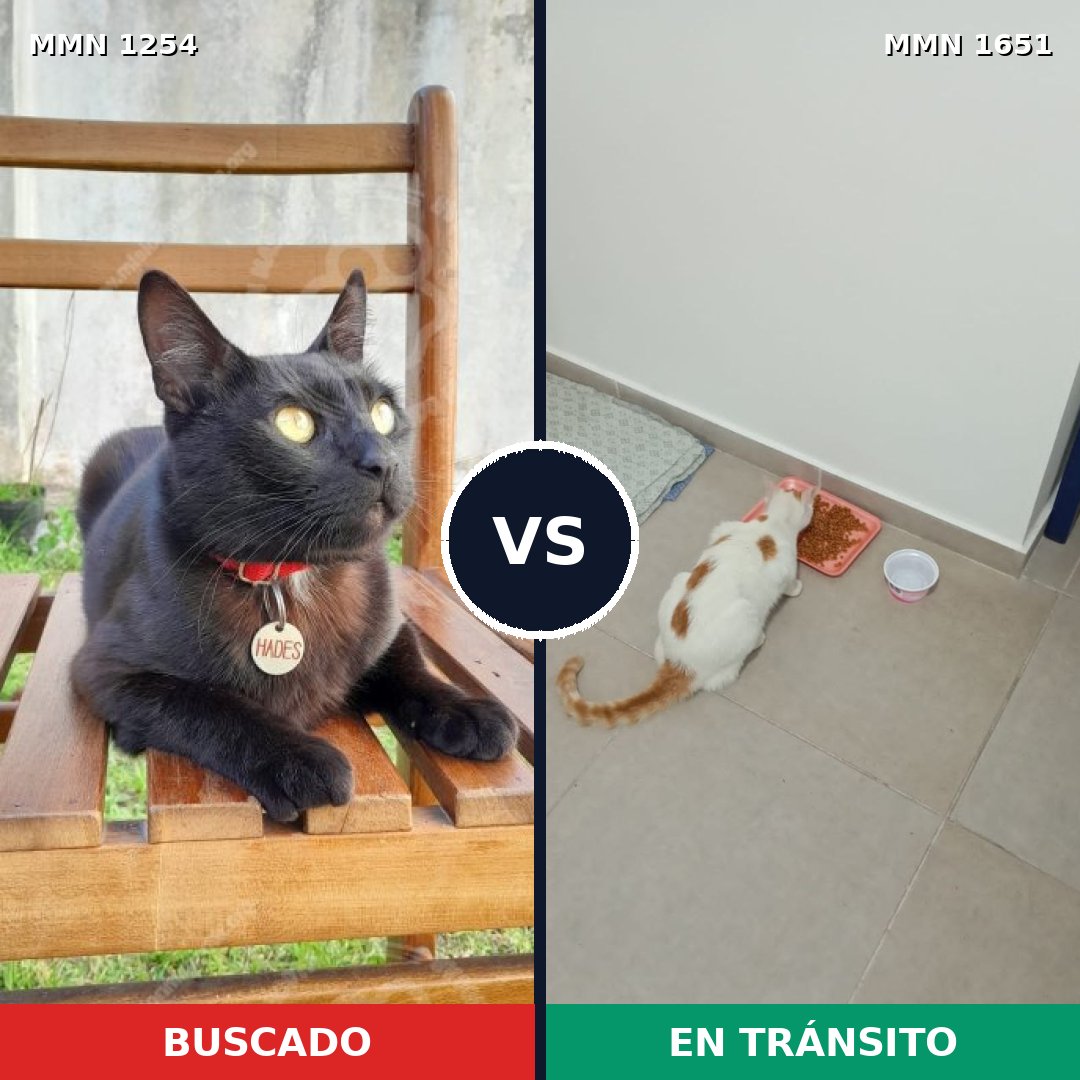 Comparativa MMS 39789: mascota perdida y mascota encontrada, 57% de similitud