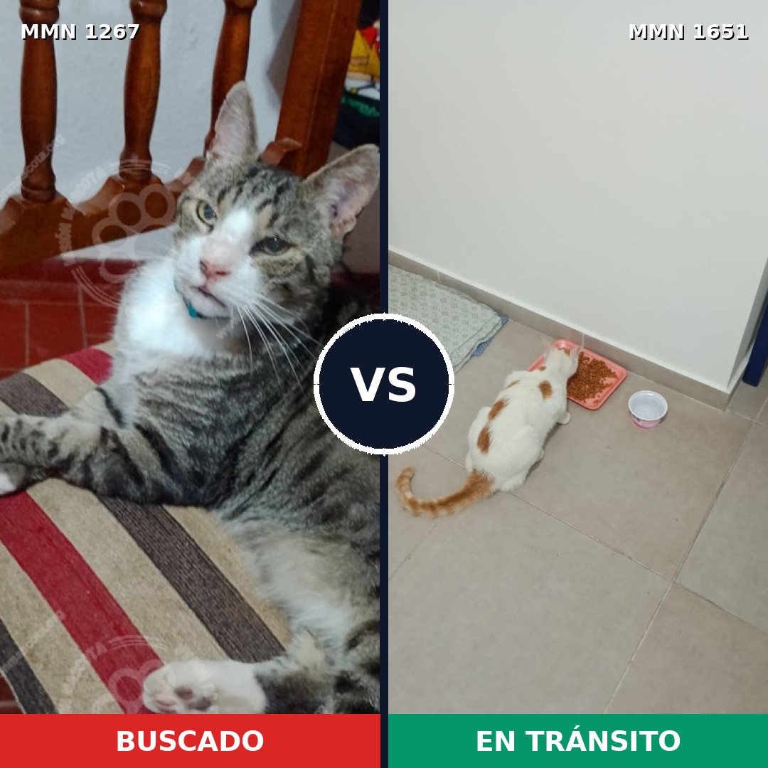 Comparativa MMS 39790: mascota perdida y mascota encontrada, 54% de similitud