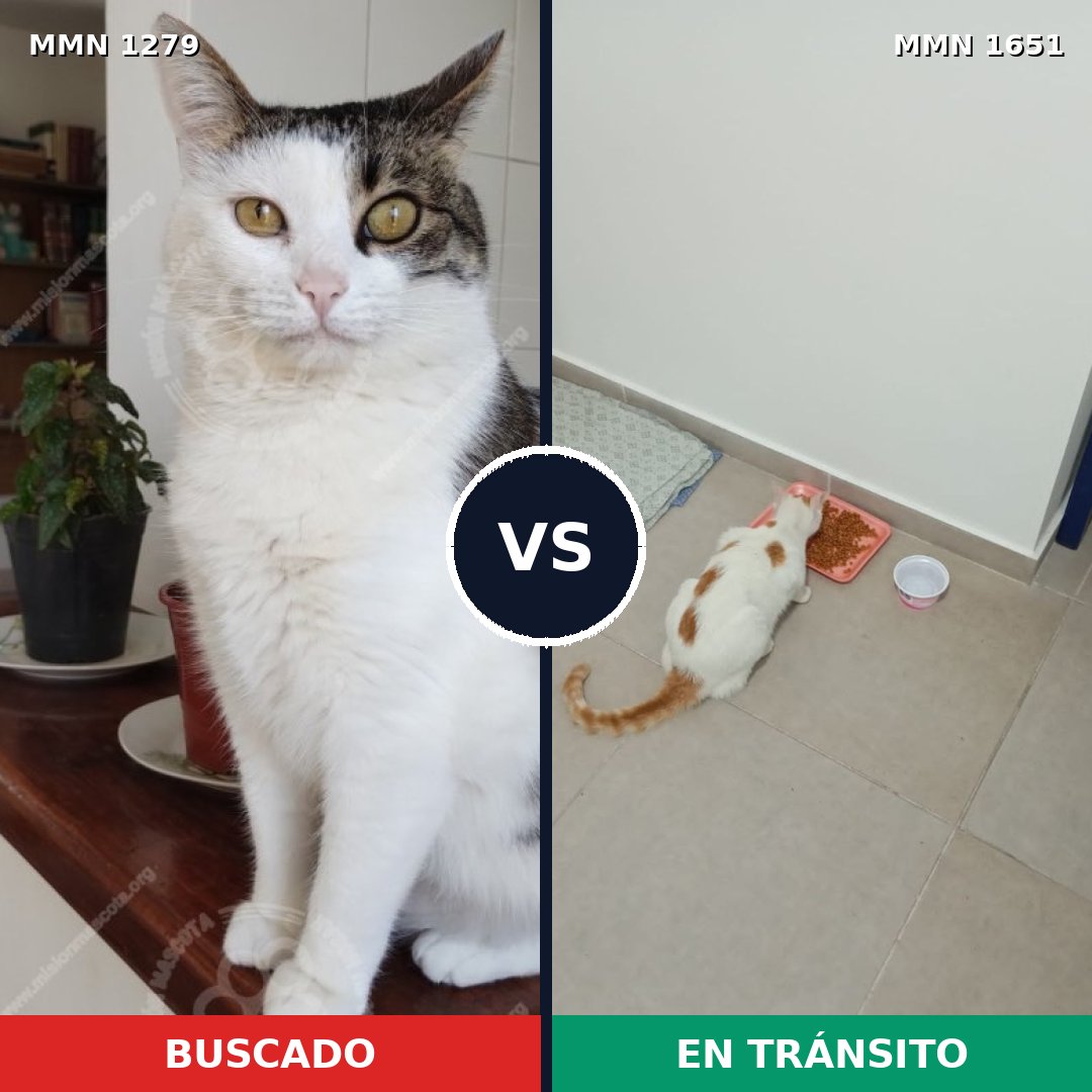 Comparativa MMS 39791: mascota perdida y mascota encontrada, 57% de similitud