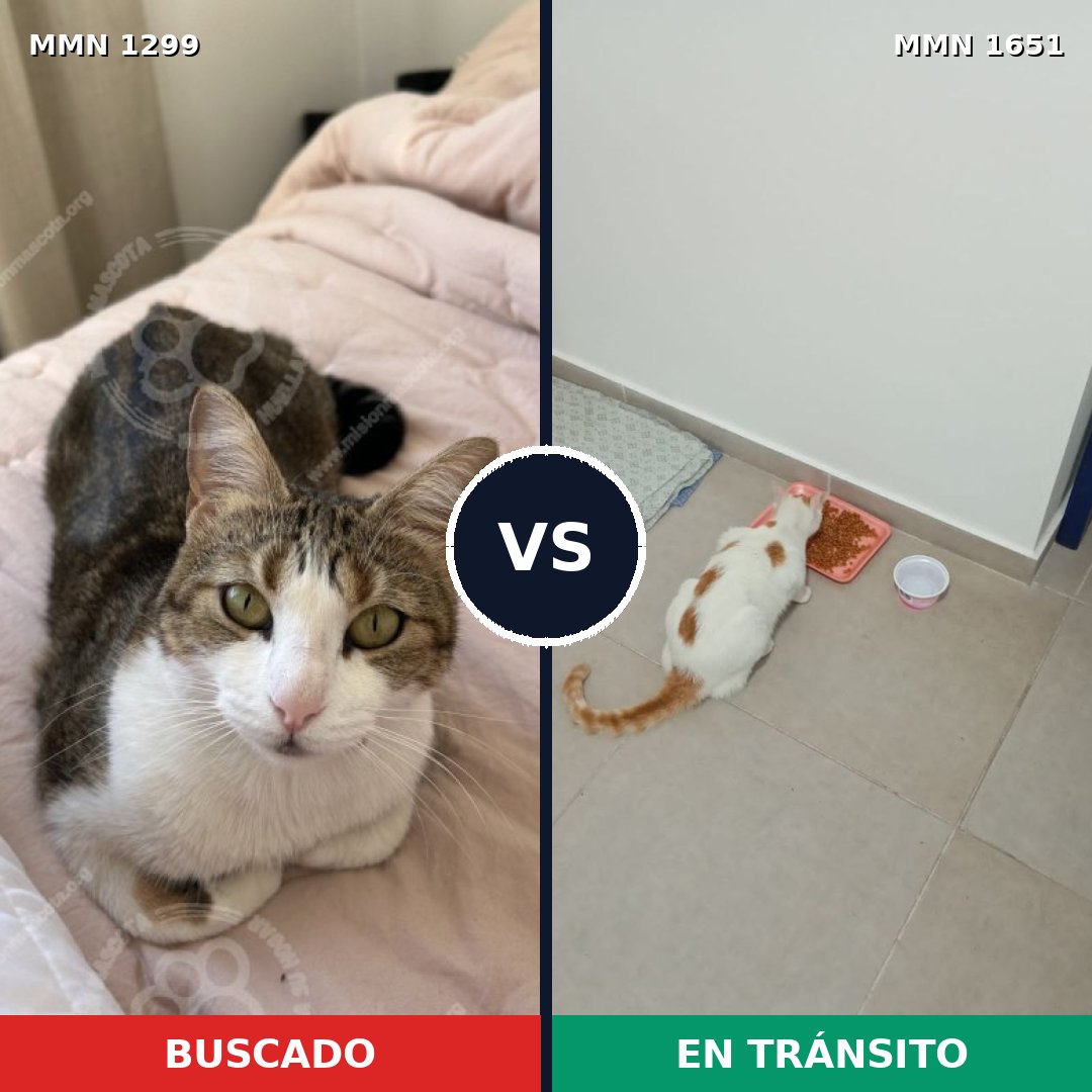 Comparativa MMS 39792: mascota perdida y mascota encontrada, 61% de similitud