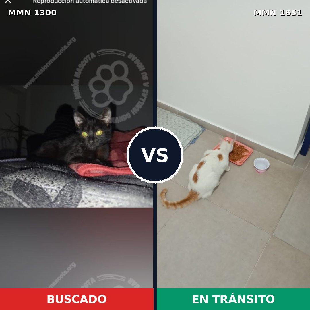 Comparativa MMS 39793: mascota perdida y mascota encontrada, 54% de similitud