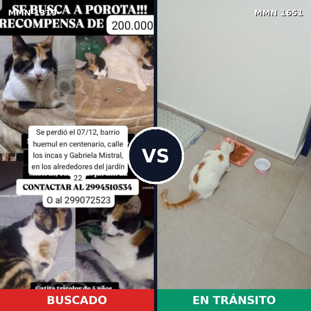 Comparativa MMS 39795: mascota perdida y mascota encontrada, 56% de similitud