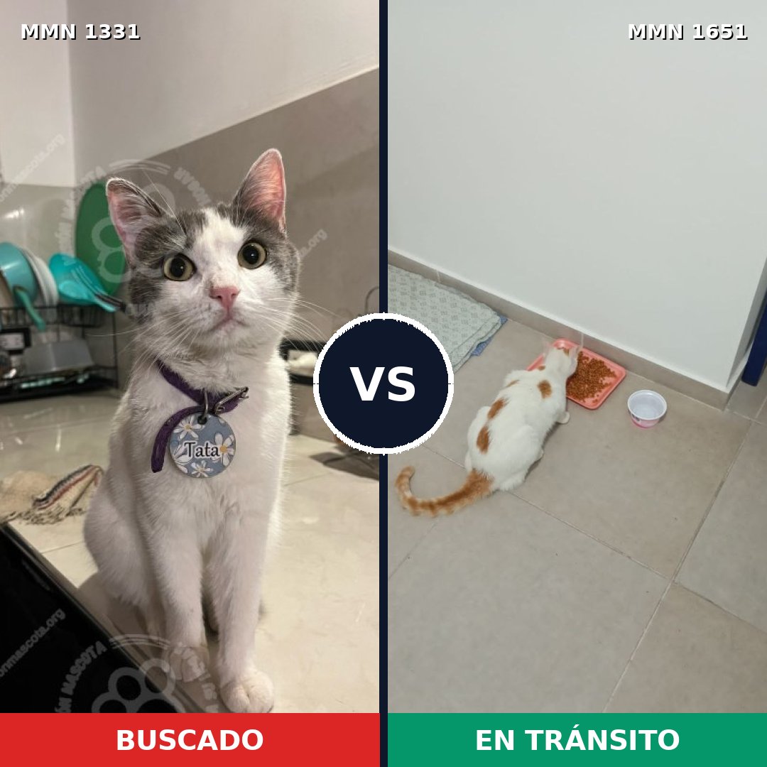 Comparativa MMS 39797: mascota perdida y mascota encontrada, 58% de similitud
