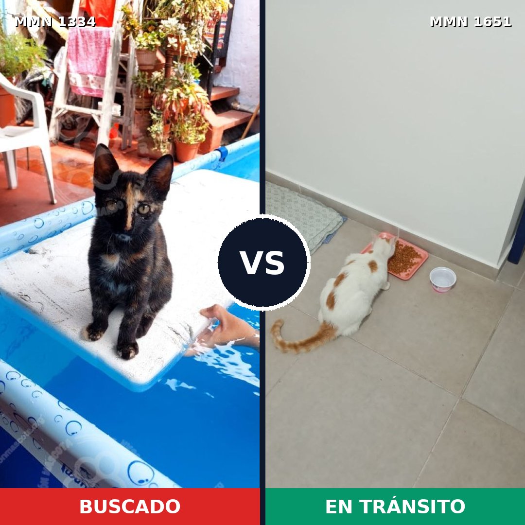 Comparativa MMS 39798: mascota perdida y mascota encontrada, 53% de similitud