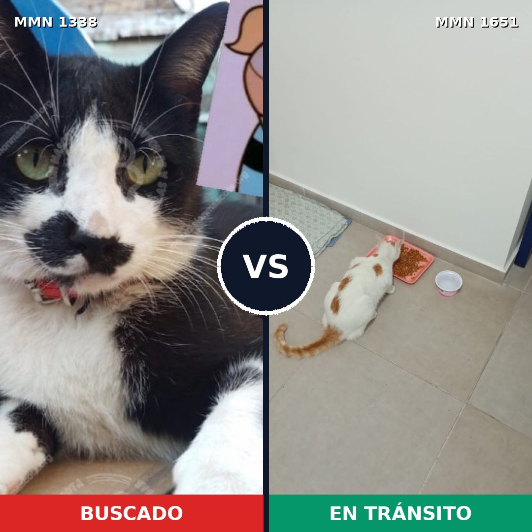 Comparativa MMS 39799: mascota perdida y mascota encontrada, 47% de similitud