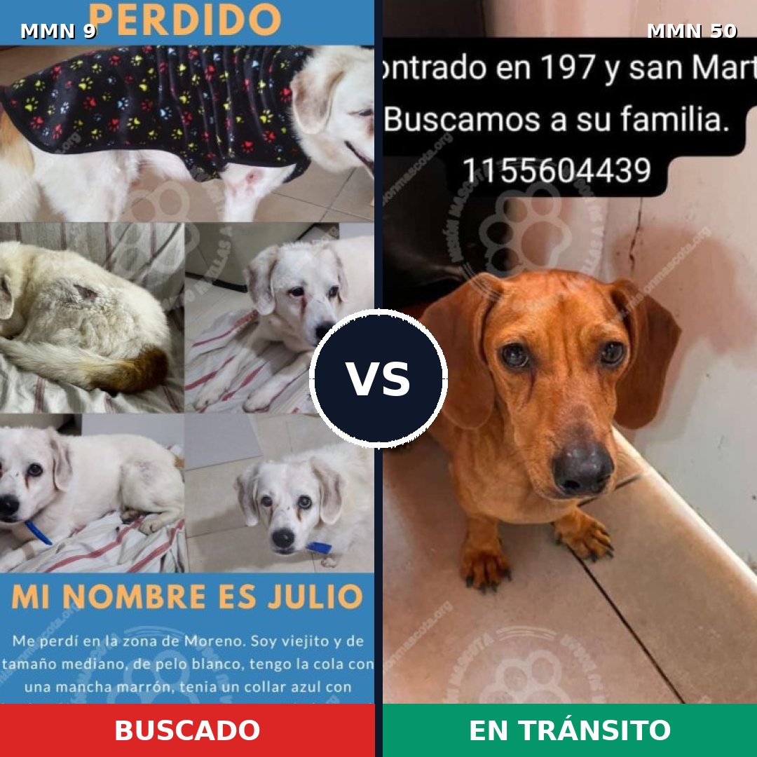 Comparativa MMS 398: mascota perdida y mascota encontrada, 28% de similitud