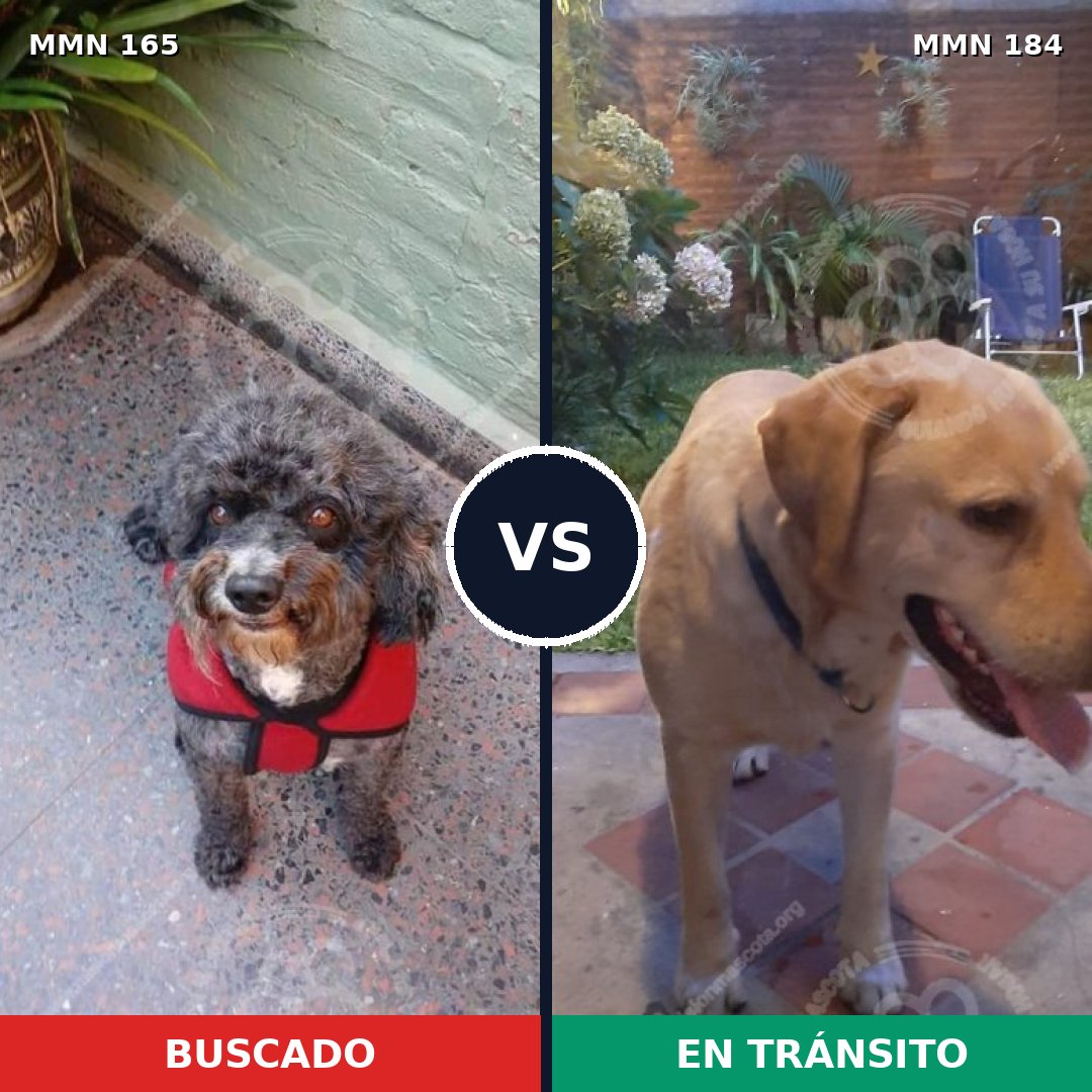 Comparativa MMS 3980: mascota perdida y mascota encontrada, 8% de similitud