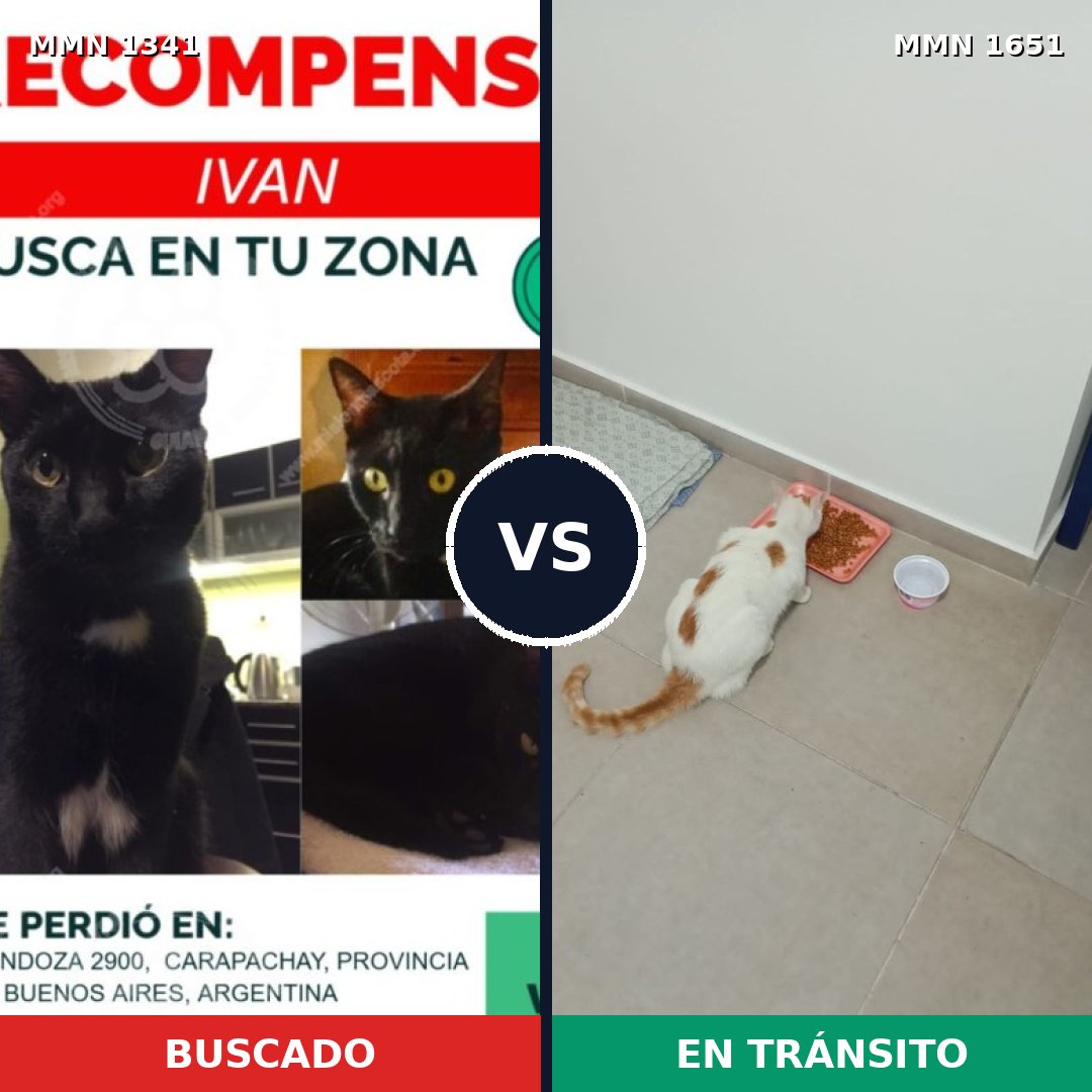 Comparativa MMS 39800: mascota perdida y mascota encontrada, 64% de similitud